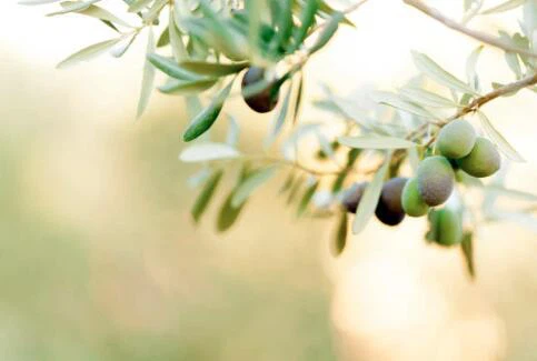 product-483-325 product-483-325