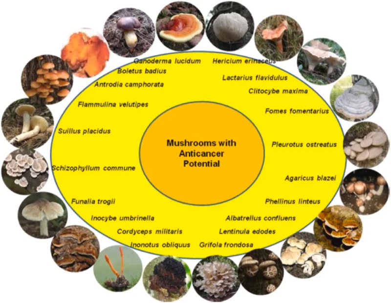mushroom mushroom