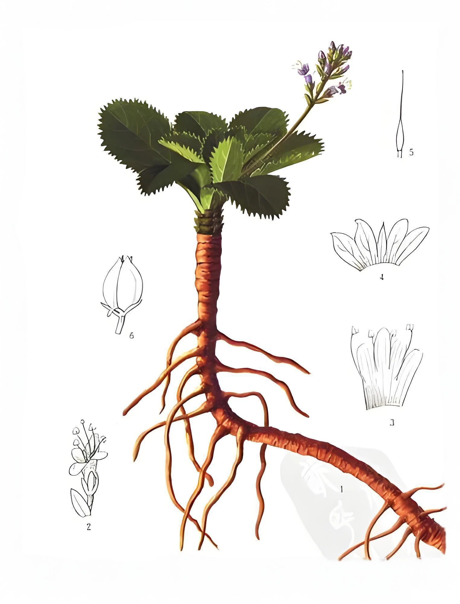 coptis chinensis extract