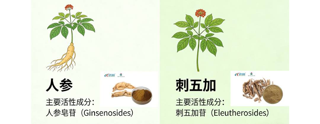 product active compounds