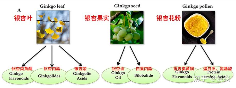 ginkgo active content