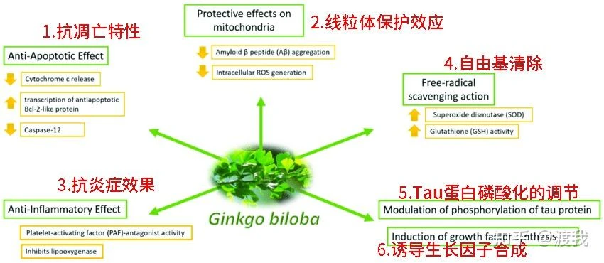 ginkgo extract property