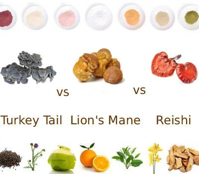 Funghi funzionali: un'analisi comparativa degli estratti di Reishi, criniera ...