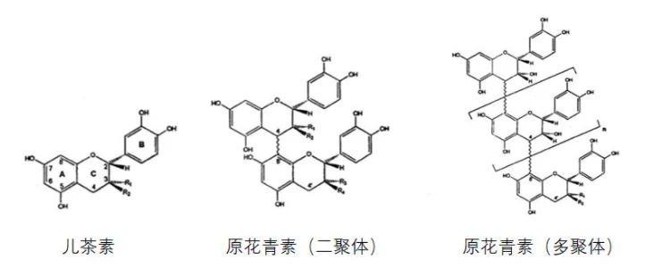 proanthocyanidin family