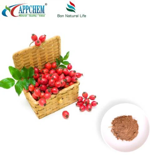 Polvere di estratto di rosa canina