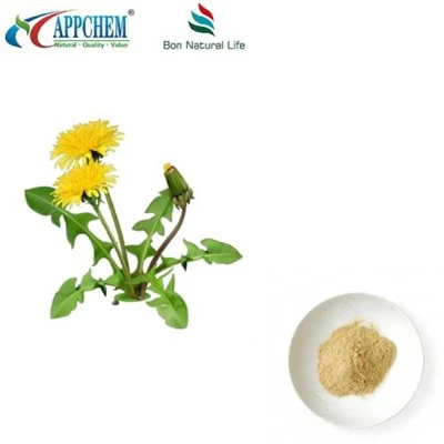 Flavonoidi in polvere di estratto di tarassaco